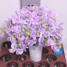 Maybe you would like to learn more about one of these? The Most Beautiful Lilac Flowers Sweet Peas British Season Is May To July But Can Obtain In Other Months But Will Be Ve Sweet Pea July Flowers April Flowers