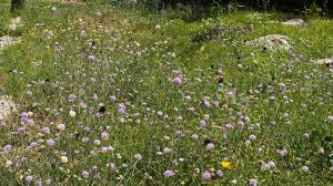It was released as a promotional single following sheeran's performance at the 2018 brit awards Fields Of Butterflies And Flowers Crickets Bird Song Youtube