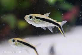 Image result for Tetradenia bainesii