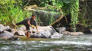 Dengan kandungan dan keanekaragaman hayati yang banyak, sungai dapat menjadi sumber rezeki. Menangkap Ikan Secara Tradisional Magasak Catching Fish Traditionally In Borneo Youtube