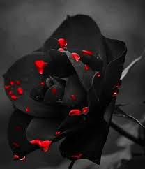 Black Background With Rose Image Result For Black Background Painted Roses With Thorns Pics Black Roses Wallpaper Black Flowers Black Rose