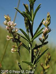 Image result for Buchnera leptostachya