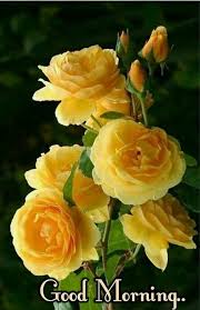 Pin By Bertram Z4 On Good Morning Beautiful Flowers Amazing Flowers Yellow Flowers