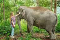 Chiang Mai | Elephant Jungle Sanctuary