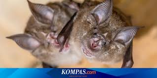 Kelelawar memiliki banyak virus di tubuhnya, tapi mereka tak akan sakit karenanya. Who Sebut Sangat Mungkin Virus Corona Ditularkan Dari Kelelawar Lewat Hewan Perantara Halaman All Kompas Com