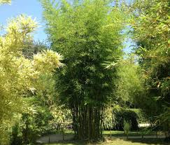 These are the two general patterns for the growth of bamboo. Best Clumping Bamboos Never Run Again Bambu Batu