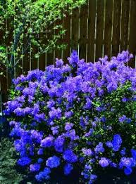Eucalyptus cinerea full sun tree or shrub growing as much as 20' to 50' tall. 130 Flowers Of South Carolina Ideas Flowers Planting Flowers Plants