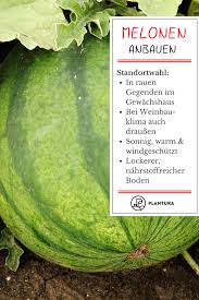 Melonen Anbauen Auch Hierzulande Konnen Mit Etwas Pflege Melonen Angebaut Werden Wir Haben Alles Wissenswerte Rund Melonen Pflanzen Melonen Melonen Anbauen