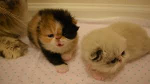 Welcome to purse persians petite persian kittens for sale! So Excited Our First Calico Persian Kitten What A Beauty Youtube
