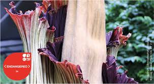 Amorphophallus titanum or titan arum is more commonly known as 'corpse flower' because of its pungent smell, very similar to rotten flesh, and is almost two metres long. Iucn Red List Auf Twitter Known As The Corpse Flower For The Infamous Rotting Smell When The Plant Is In Bloom Titan Arum Has The Largest Flowering Structure Of Any Plant In