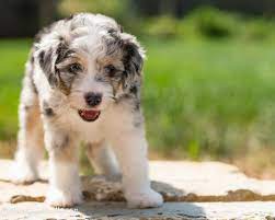 Aussiedoodles have relatively high energy levels, so plenty of exercise every day is a must for this breed. Is An Aussiedoodle Right For Me Should I Buy An Aussiedoodle