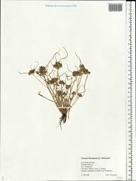 Image result for Pycreus flavescens