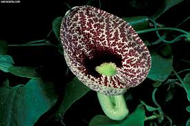 Image result for Aristolochia heppii