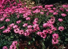 Laylocks Plant Of The Month Plants Planting Flowers Geraniums