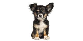 To learn more about each adoptable dog, click on the i icon for some fast facts or click. Mississippi Puppies For Sale From Vetted Dog Breeders In Ms
