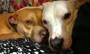 Kindness and compassion in pet rescue triumph in these tough times the jetpets companion animal rescue awards 2020 is proud to announce the finalists of the 2020 awards, which celebrate and recognise achievements in the rescue, rehabilitation, and rehoming of. Want To Adopt A Pet Here Are 6 Cuddly Canines To Adopt Now In