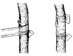 To explain, we'll start by addressing the history contained in seeds and why it's more reliable to plant and grow grafted fruit trees. Grafting Or Budding Citrus Trees By Treehelp