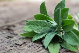 This organic herb garden is a natural air freshener. Healthy Snacks Malaysia The 5 Herbs That Really Give You A Run Of Your Money