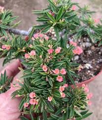 Image result for Euphorbia didiereoides