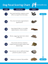 Why does your dog vomit yellow foam? Dog Diarrhea What You Need To Know Animalbiome