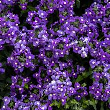 Image result for Nemesia lilacina
