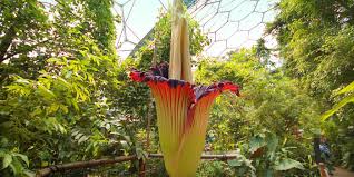 Archaefructus resembles a water lily and first bloomed around 125 million years ago. Titan Arum Amorphophallus Titanum Plant Facts Eden Project