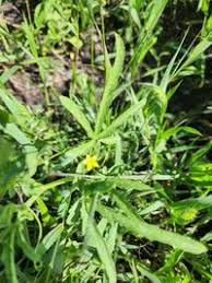 Image result for Cucumis ficifolius