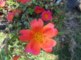 Its rounded, succulent green leaves. Portulaca Purslane Moss Rose Portulaca Oleracea Sun Jewels