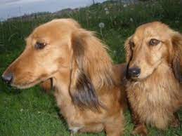 Check spelling or type a new query. Merrywind Teckels Dachshund Colors Coats And Patterns