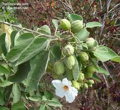 On apr 28, 2014, sharonkh1 from mission bend, tx wrote: Cordia Boissieri Texas Olive Anacahuita Toptropicals Com