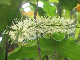 Image result for Macadamia aff. integrifolia
