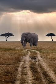Protect All Wildlife On Animals Wild Animals Elephant