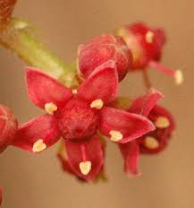 Image result for Ampelocissus obtusata