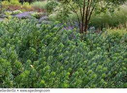 Nice Low Growing Evergreen Ground Cover Cephalotaxus Duke Gardens Plants Beautiful Gardens Types Of Hydrangeas