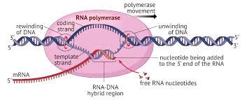 Image result for transcription