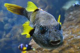 Ikan buntal (pufferfish) sering kali digunakan sebagai. Mengandung Racun Kenali Bahaya Makan Ikan Buntal Yang Wajib Diketahui Ringtimes Bali