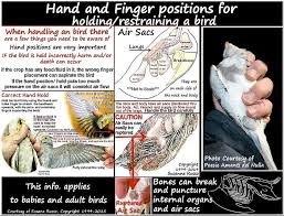 How To Orally Medicate Cockatiel Sick Pets Medical