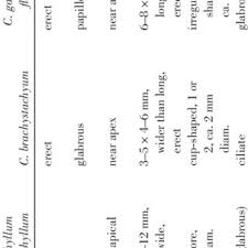 Image result for Chlorophytum burundiense