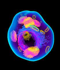 Media in category animal cells. Animal Cell Artwork Photograph By Mehau Kulyk