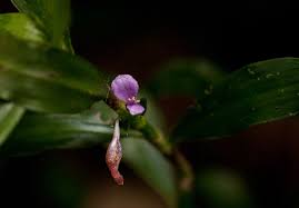 Image result for Coleotrype natalensis