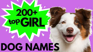 The name bella is nice for any dog Top 200 Unique Female Dog Names Girl Dog Names Youtube