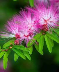 Image result for Albizia