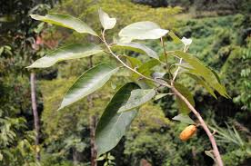 Image result for Metteniusaceae