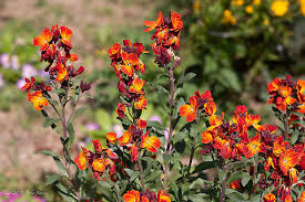 Image result for Thesium vahrmeijeri