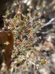 Image result for Sericorema