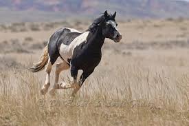 Black And White Mustang Horse Mustangwild Com Wild Horse Or Mustang Wild Horse Mustang Mwhrs4437 Jpg Copyright D Mustang Horse Horses Wild Horses Mustangs