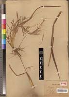 Image result for Hyparrhenia niariensis