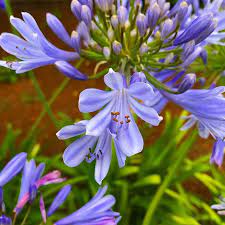 Beautiful Agapanthus In Bloom Right Now Flowers Flower Flowering Plants Garden Gardening Plants Color Nature Instagram Pictures Plants Agapanthus