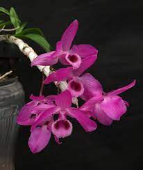 Pin On Orchids