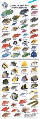 Red Sea Fish Fish Chart Marine Fish Ocean Animals
